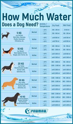 how much water does a dog need? info poster for dogs and their owner's needs