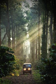 a jeep driving down a dirt road in the forest with sunbeams shining through the trees