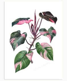 a pink and green plant with large leaves