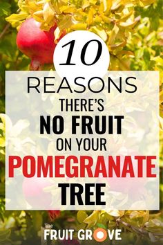 pomegranate tree with the words 10 reasons there's no fruit on your pomegranate tree