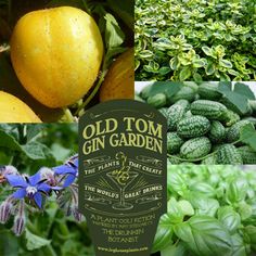 various pictures of plants and flowers with the words old tom gin garden written in green letters