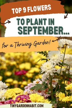 white and yellow flowers with the words top 9 flowers to plant in november for a thriving garden