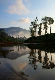 the reflection of trees in the water is shown