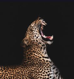 a cheetah yawns in the dark with its mouth open