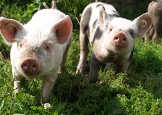 two small pigs standing in the grass near each other and looking at the camera with an alert look on their face