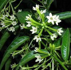 some white flowers and green leaves on a tree