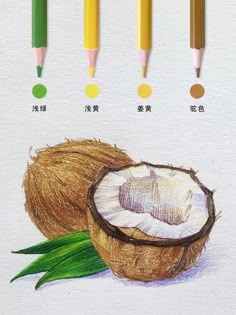 Coconut By Acmeliae Media Pencil Colour Art, Colored Pencil Artwork Ideas, Art Color Pencil, Pencil Art Projects, Colored Pencil Art Projects, Fruits Plants, Shadow Drawing, Pencils Art, Prismacolor Art