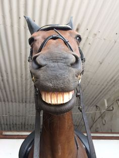 a horse with its mouth open and it's teeth missing