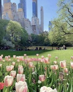 many pink tulips are in the middle of a park with skyscrapers in the background