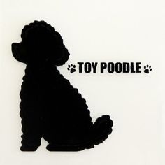 a toy poodle is sitting in front of a white background with the words toy poodle on it