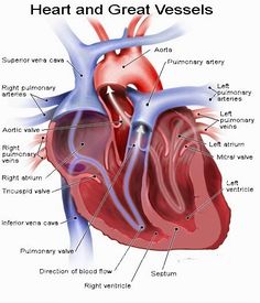 the human heart and its major vessels