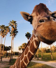 a giraffe standing in front of palm trees