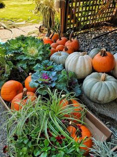 a garden filled with lots of different types of plants and pumpkins on the ground