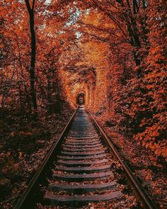 a train track going through a tunnel in the middle of trees with orange leaves on it