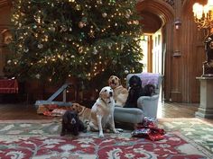 three dogs sitting on a couch in front of a christmas tree