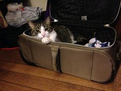 a cat laying in an open suitcase on the floor