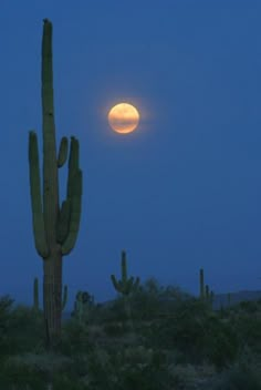 a full moon is seen behind a saguado cactus