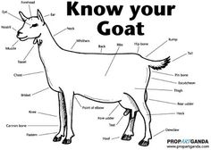 the parts of a goat labeled in black and white