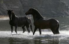 two horses are standing in the water