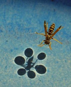 a mosquito sitting on top of a blue surface next to two small black circles in the water