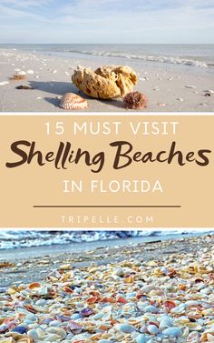 shells on the beach with text overlay reading 15 must visit shelling beaches in florida