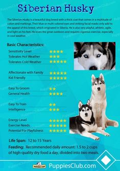 a flyer for siberian husky dogs