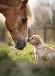 a brown horse and a white dog are in the grass near a fence, one is kissing the other's nose