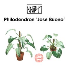 two potted plants are shown with the words philocon'jose bueno