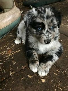 a black and white puppy with blue eyes sitting on the ground next to a tire