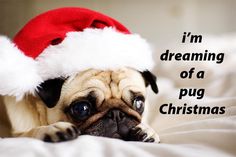 a small pug dog wearing a santa hat