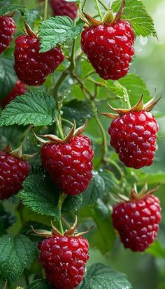 raspberries growing on a bush with green leaves