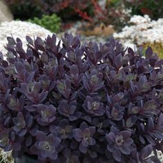 Full Sun (At Least 6 Hours Of Direct Sunlight) Height 8 - 10 Inches Width 18 Inches Growing Zones 4-9 Prepare to be amazed by this extraordinary sedum variety! SunSparkler Plum Dazzled stonecrop features an awe-inspiring color palette that is hard to come by in such a tough plant. Plum Dazzled shows off deep plum-purple foliage that adds color to gardens all season long. The vibrant raspberry-pink flowers bloom in summer to entice bees and butterflies from all around. On top of its exceptional color, Plum Dazzled stonecrop is a hardy perennial that is drought-tolerant once established. It’s perfect for offering some unique foliage color in all kinds of landscapes, and can be used as a groundcover or border plant. Try it in a mass planting to create a wave of constant deep color. Sunsparkle Succulent Landscape Design, Succulent Landscaping, Short Plants, Border Plants, Fine Gardening, Landscaping Supplies, Container Design, Landscape Plans, Hardy Perennials