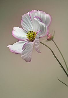 two pink flowers are in a vase on the table and one flower is blooming