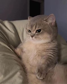 a cat sitting on top of a couch with its paws in the air and looking at the camera