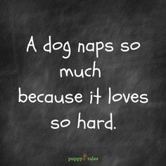 a dog naps so much because it loves to hard