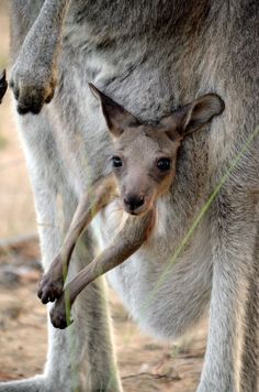 a close up of a baby kangaroo with it's mother