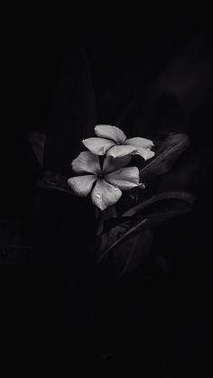 black and white photograph of flowers in the dark