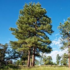 some very tall trees in the middle of a grassy field with blue skies behind them