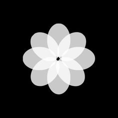 a white flower on a black background