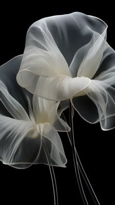 two white flowers with long stems on a black background