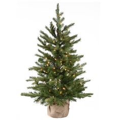 Add some holiday sparkle to your living space with this artificial Nordic Spruce Christmas tree that comes pre-strung with 100 clear lights. We love its traditional shape and the lushness of the branches that look and feel so realistic. And you’ll love the stay-lit bulbs, which means the strand stays illuminated even if one bulb burns out! Standing about 2.5’ tall, it’s a great choice for a space-conscious home or smaller room. It can even be set out on your covered porch to share your holiday c Christmas Tree Clear Lights, Slim Artificial Christmas Trees, Burlap Christmas Tree, Spruce Christmas Tree, Faux Christmas, Spruce Tree, Faux Tree, Holiday Sparkle, Holiday Christmas Tree