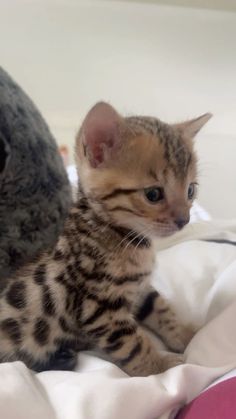 a kitten sitting on top of a bed next to a stuffed animal