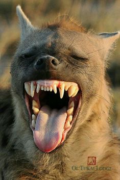 an animal with its mouth open and it's teeth wide open to show the teeth