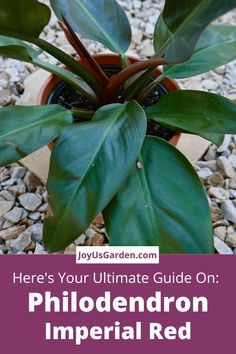 a potted plant with the title here's your ultimate guide on phoddendron imperial red