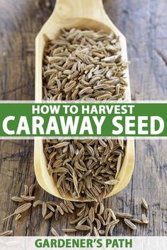 how to harvest the best caravay seed for your garden's path - cover