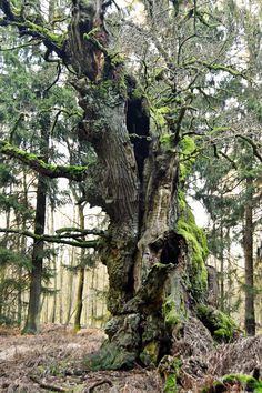 an old tree with moss growing on it's trunk in the middle of a forest