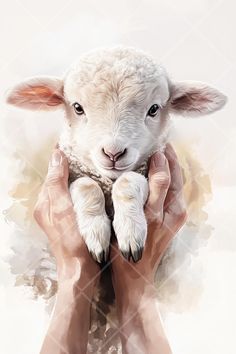 a person holding a sheep in their hands