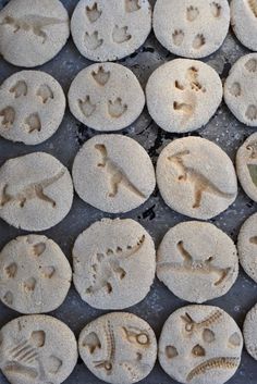 several sand dollars are arranged in rows on a tray with shells and seashells