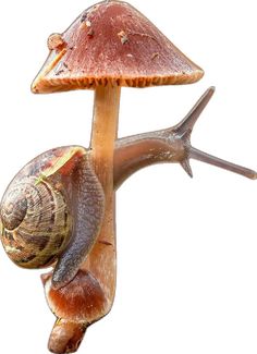 a snail crawling on top of a mushroom