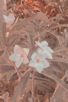 some white flowers are growing in the grass